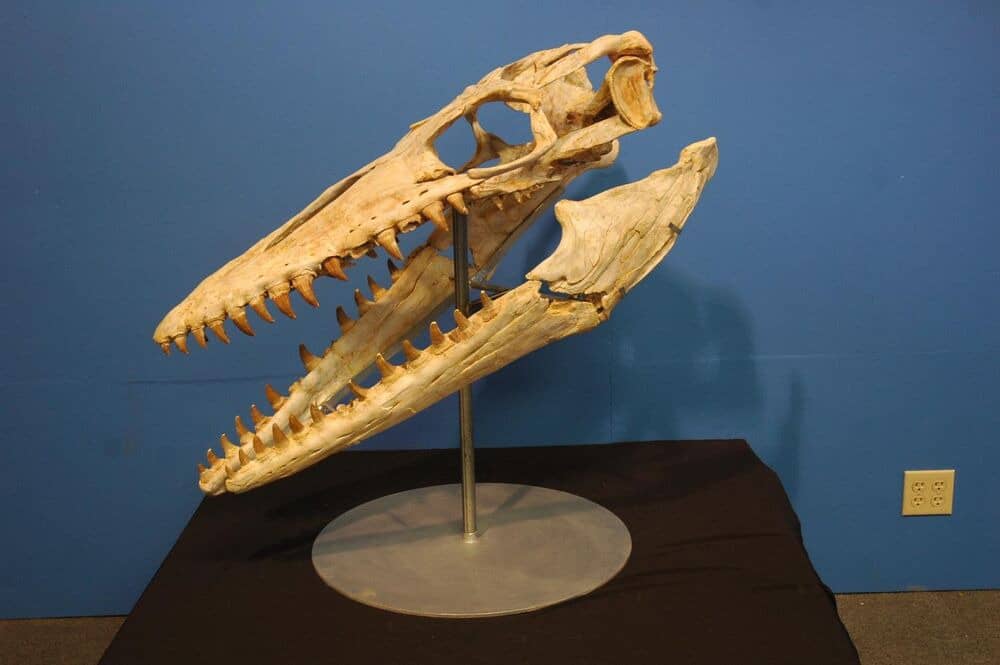 Hainosaurus boubker - Newly Identified Tylosaurine Mosasaurid 3 téléchargement (6)