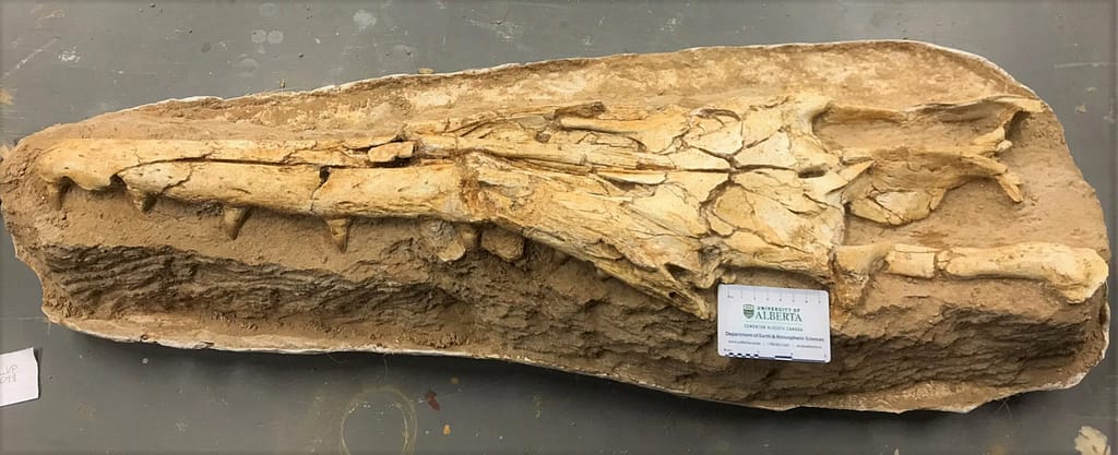 New Genus and Species of Mosasaur - Gavialimimus almaghribensis 2 image 8930 2e Gavialimimus almaghribensis (1)