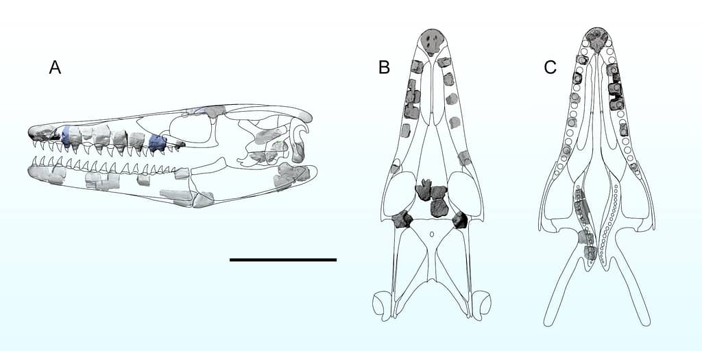 Remarkable Discovery of Sarabosaurus Dahli 4 image 12021 2e Sarabosaurus dahli