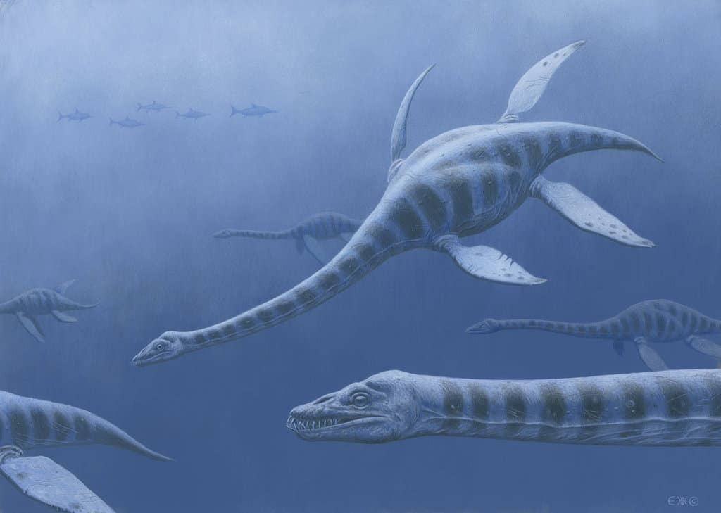1362 plesiosaurus esther van hulsen