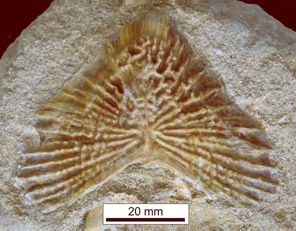 Sturgeons: Ancient Fish of Significance 4 image 11862 2e Cretaceous Sturgeon Scute (1)