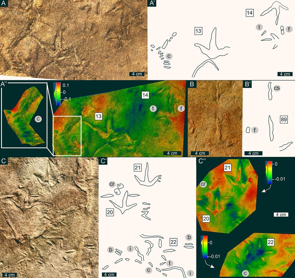 210-Million-Year-Old Bird-Like Footprints Found in Lesotho