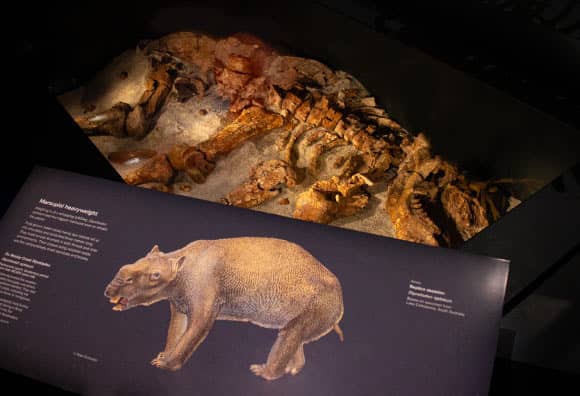 Discovering Diprotodon Skeletons A Colossal Heritage