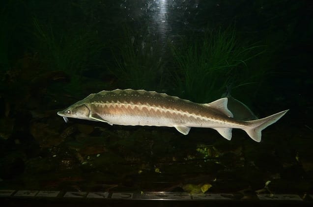 Sturgeons: Ancient Fish of Significance 3 scientists discover fossil of africa s 1st sturgeon in morocco 800x422